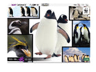 1000 Piece Penguin Puzzle
